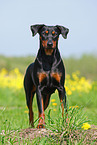 german pinscher