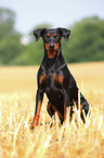 german pinscher