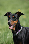 German Pinscher Portrait