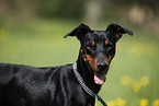 German Pinscher Portrait