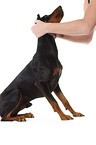 German Pinscher
