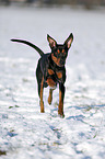 German Pinscher in snow