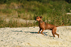 walking German Pinscher