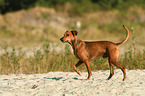 walking German Pinscher