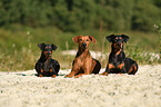3 German Pinscher
