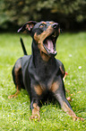 lying German Pinscher
