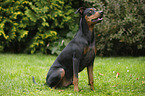 sitting German Pinscher