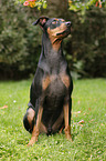 sitting German Pinscher
