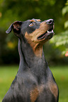 German Pinscher Portrait