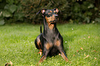 lying German Pinscher