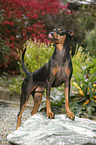 German Pinscher