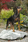 German Pinscher