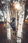 standing German Pinscher