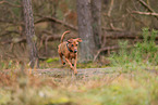 young German Standard Pinscher