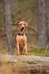 young German Standard Pinscher