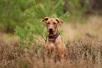 young German Standard Pinscher