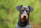 German Standard Pinscher