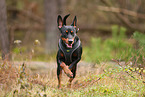 German Standard Pinscher
