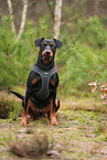 German Standard Pinscher