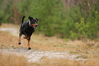 running German Standard Pinscher