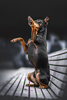 male German Standard Pinscher