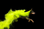 jumping German Standard Pinscher