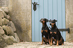 2 German Pinscher