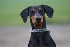 German Pinscher