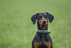 German Pinscher