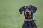 German Pinscher