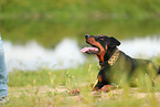 German Standard Pinscher