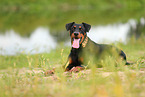 German Standard Pinscher