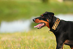 German Standard Pinscher