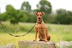 German Standard Pinscher
