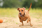 German Standard Pinscher