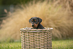 german pinscher puppy