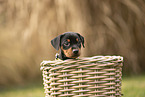 german pinscher puppy