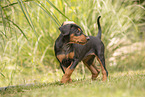 German Standard Pinscher Puppy