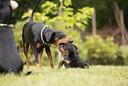 German Standard Pinscher