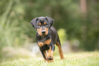 German Standard Pinscher Puppy