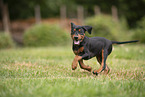 German Standard Pinscher Puppy