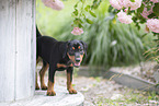 German Standard Pinscher Puppy