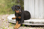 German Standard Pinscher Puppy