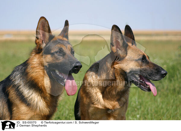 2 German Shepherds / SS-00070