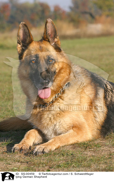 liegender Deutscher Schferhund / lying German Shepherd / SS-00459
