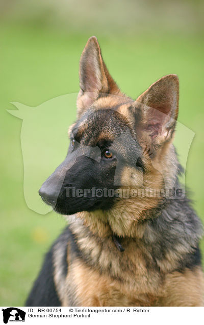 German Shepherd Portrait / RR-00754