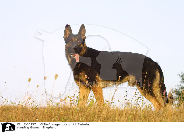 stehender Deutscher Schäferhund / standing German Shepherd / IP-00137