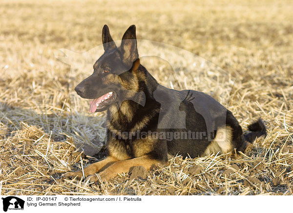 lying German Shepherd / IP-00147