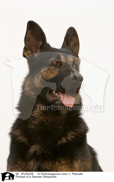 Portrait of a German Shepherd / IP-00238