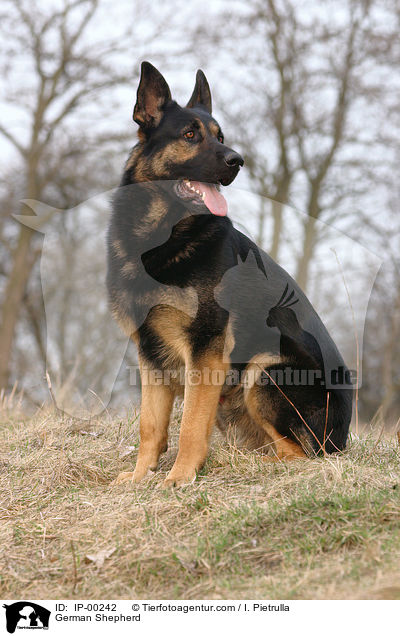 German Shepherd / IP-00242